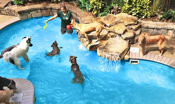 Safari Lagoon Pool Aside Image