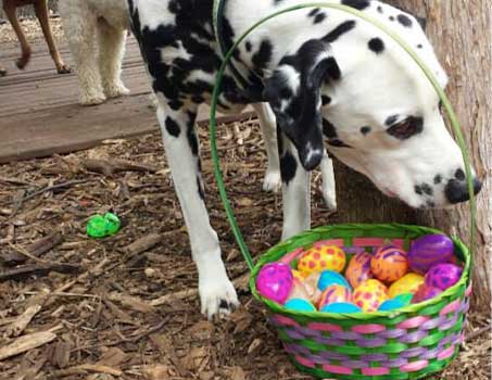 Eggy Beggy Easter Treat Hunt