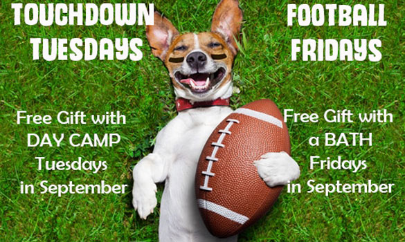 Touchdown Tuesdays
