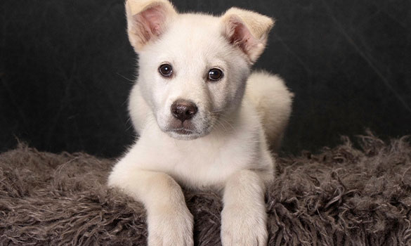 Holiday Pet Photos