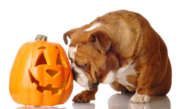 Fall Fest: Pumpkin Pup-Craft