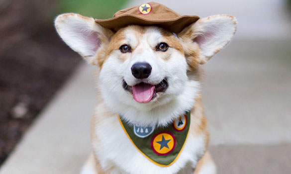 PupScout Campout