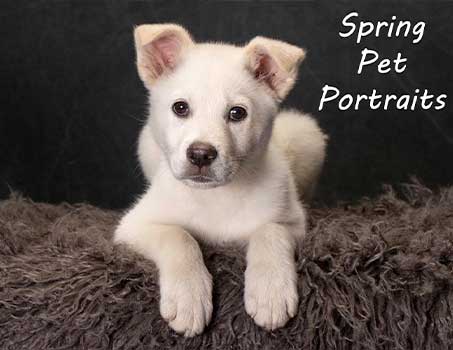 Spring Pet Portraits