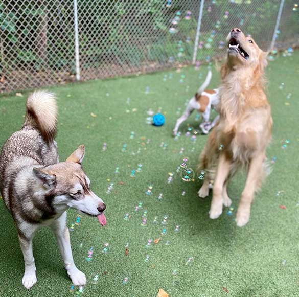 Bubble Party
