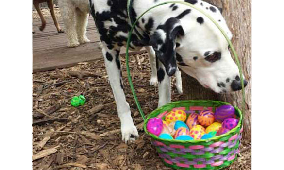 Eggy Beggy Easter Treat Hunt
