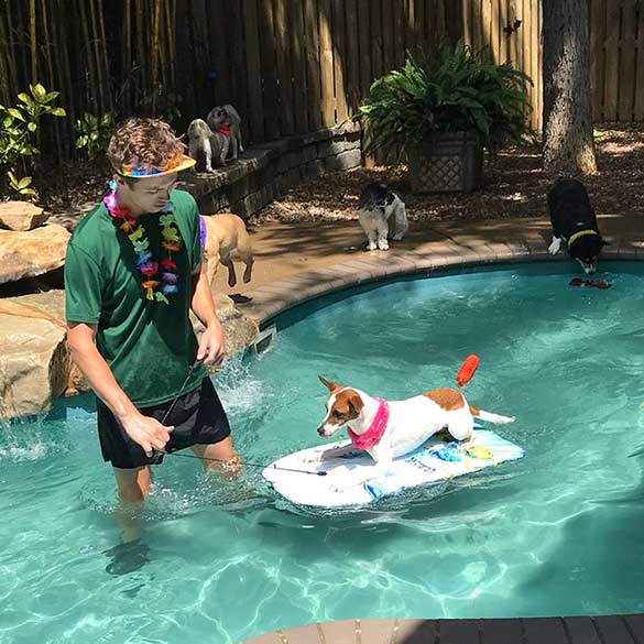 safari pet resort reviews safari pet resort reviews