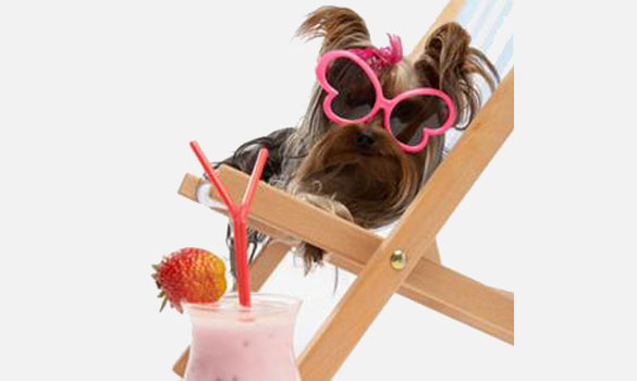 safari pet resort murfreesboro hours safari pet resort murfreesboro hours