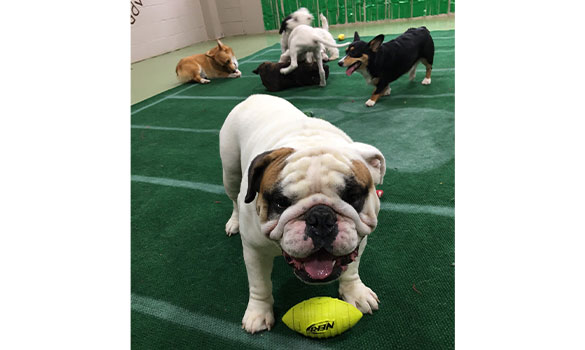 Super Puppy Bowl in Day Camp