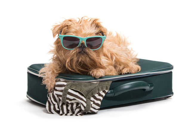 Bark to School Pup-Craft
