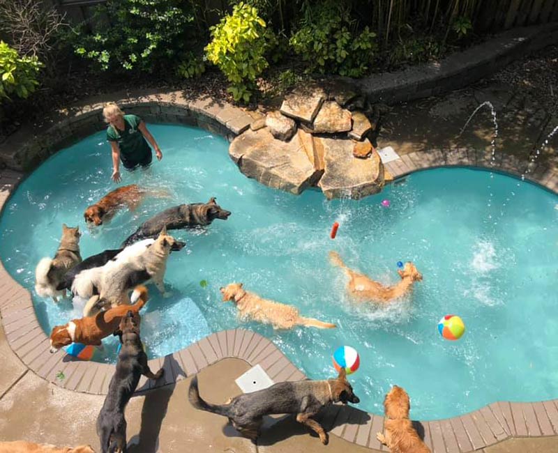 Safari Lagoon Pool